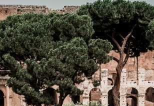 Vue sur le Colisée de Rome